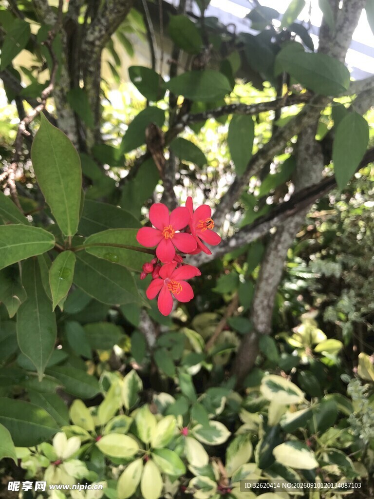 琴叶珊瑚