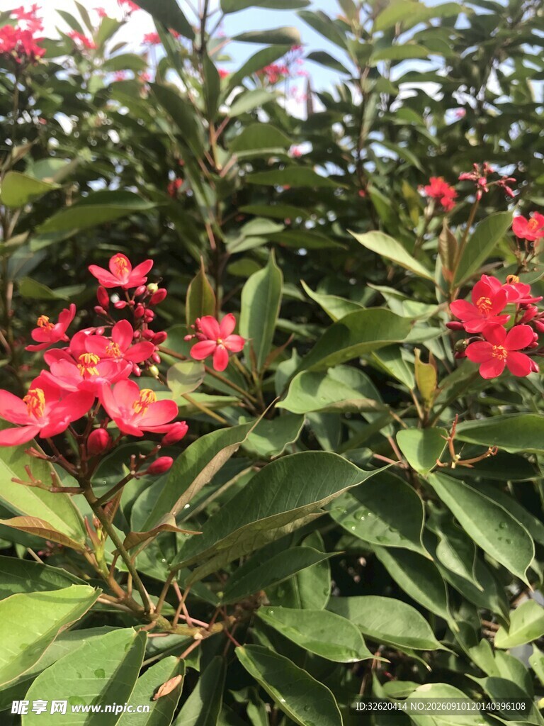 琴叶珊瑚