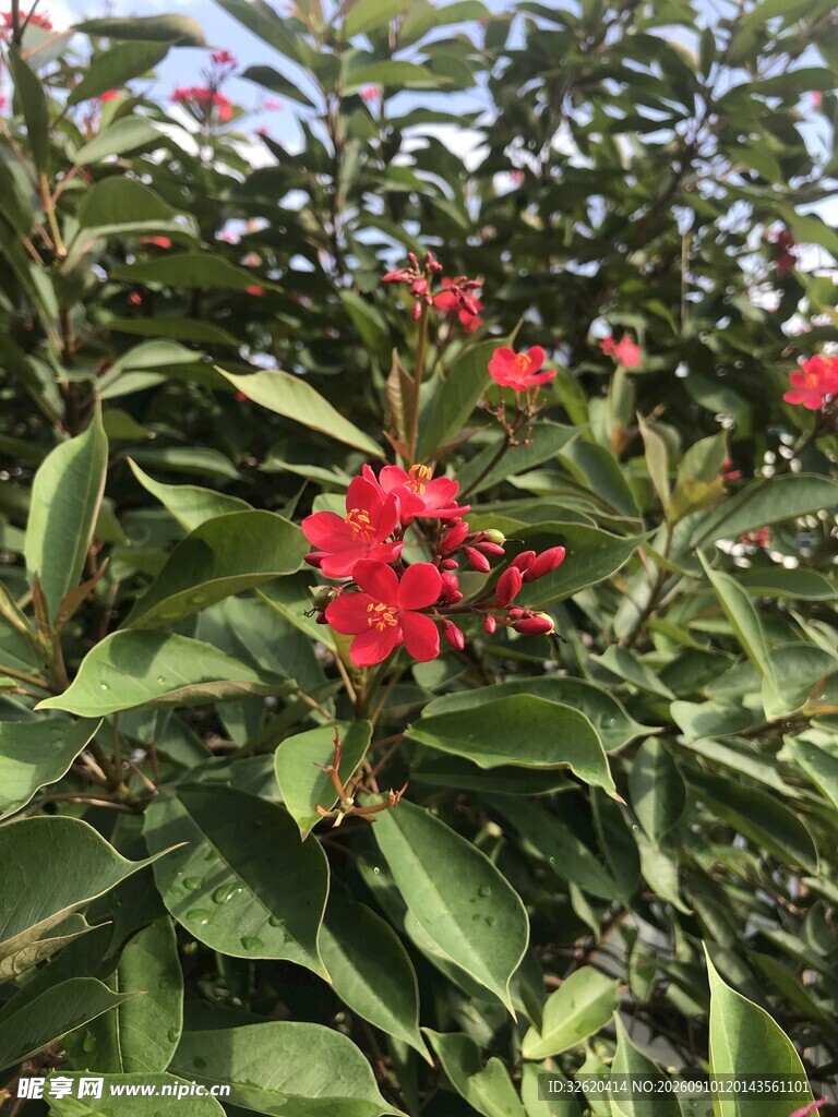 琴叶珊瑚