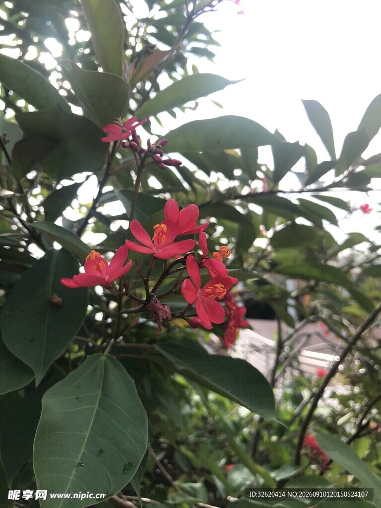 琴叶珊瑚