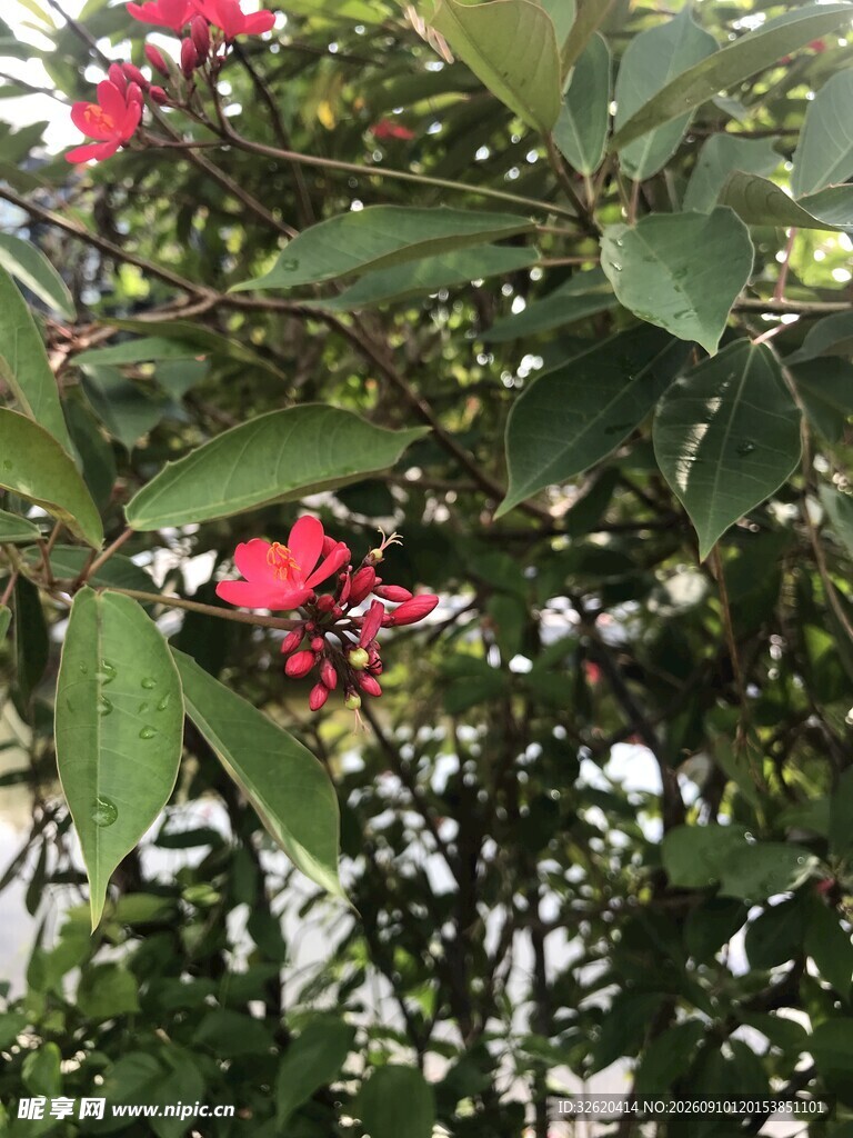 琴叶珊瑚
