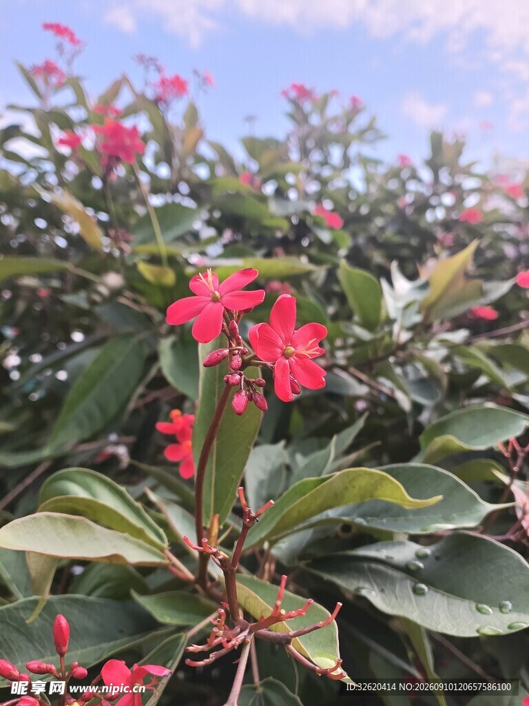 琴叶珊瑚