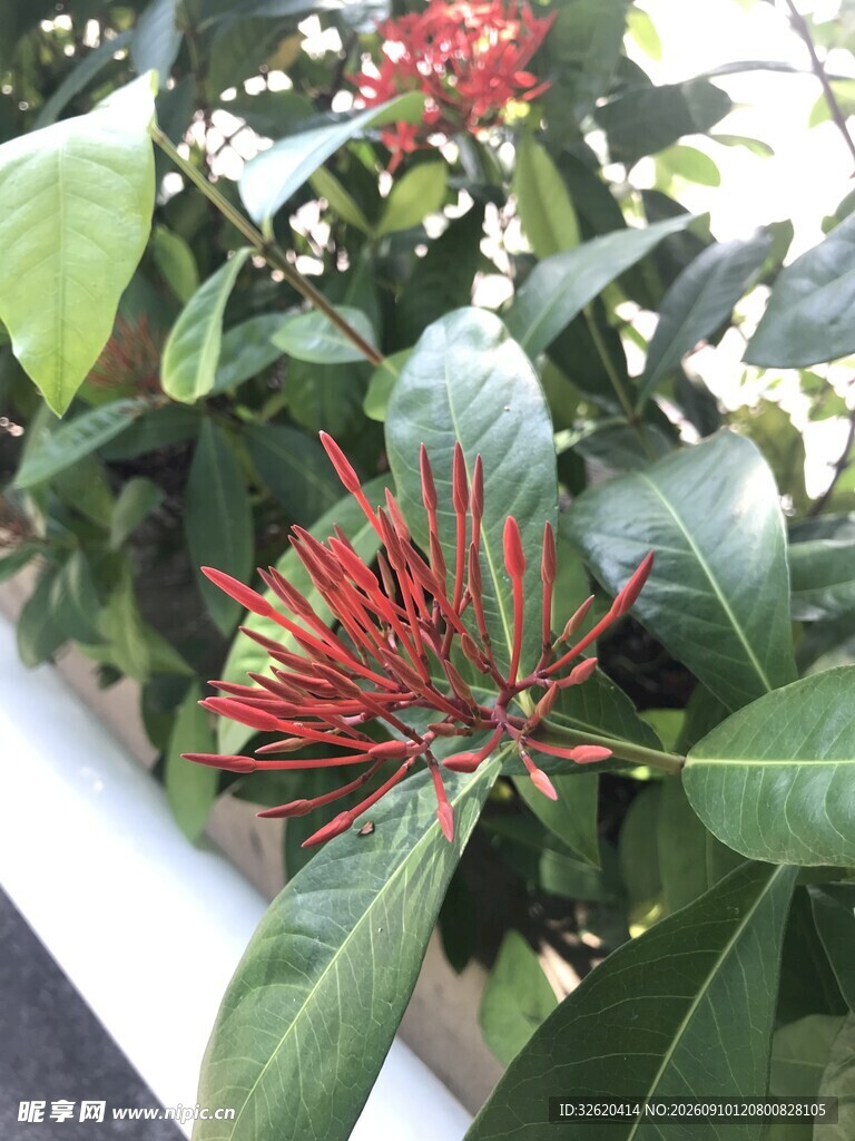 龙船花