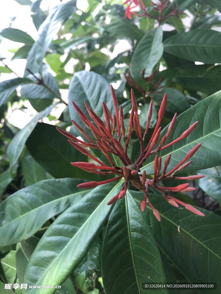 龙船花