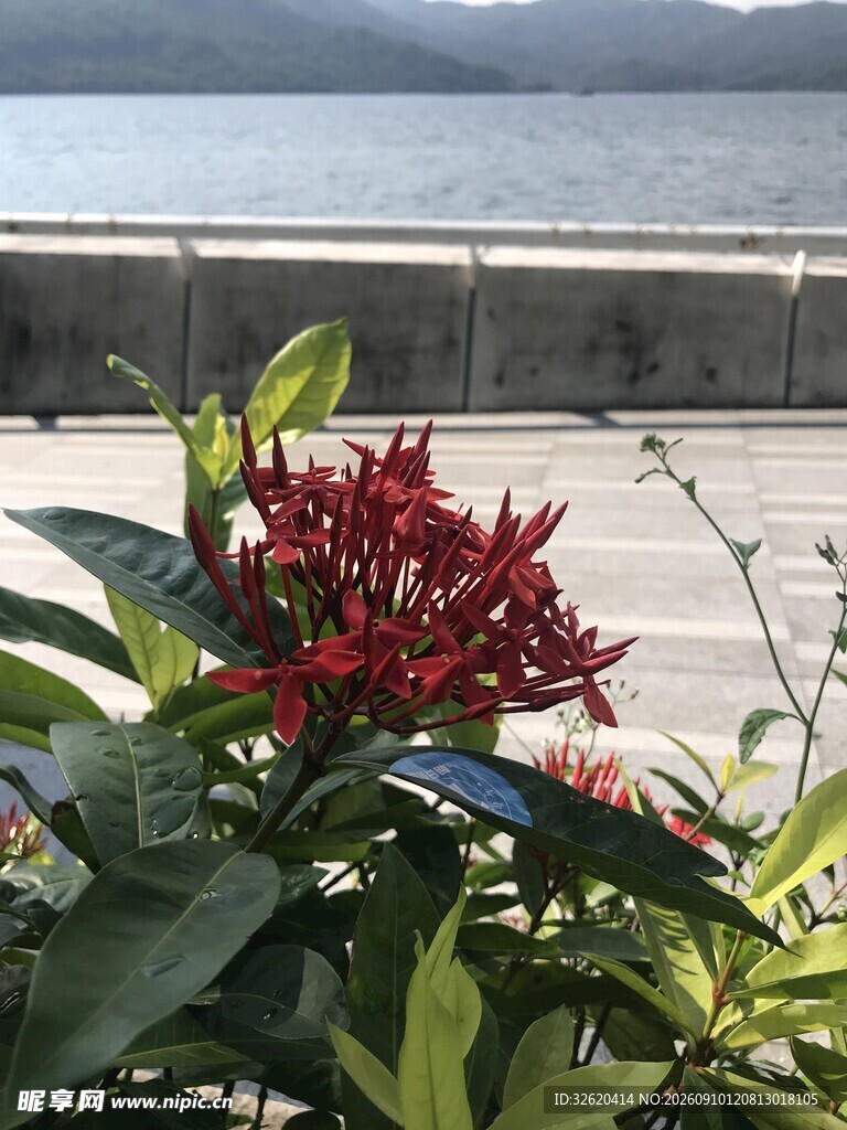 龙船花