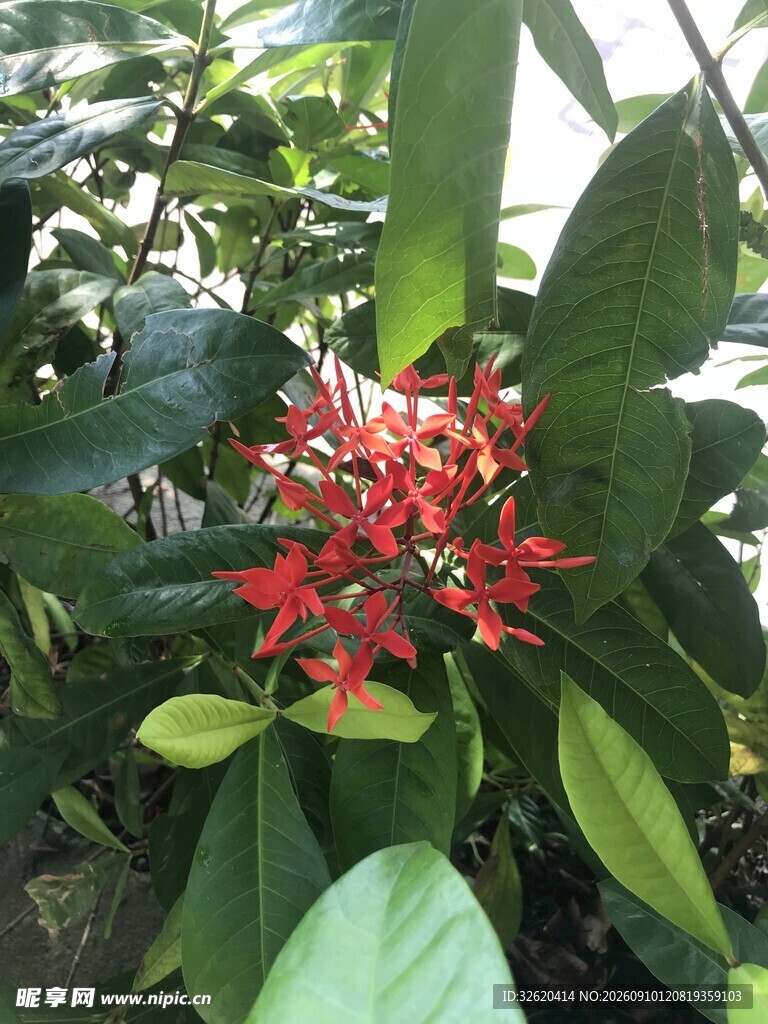 龙船花