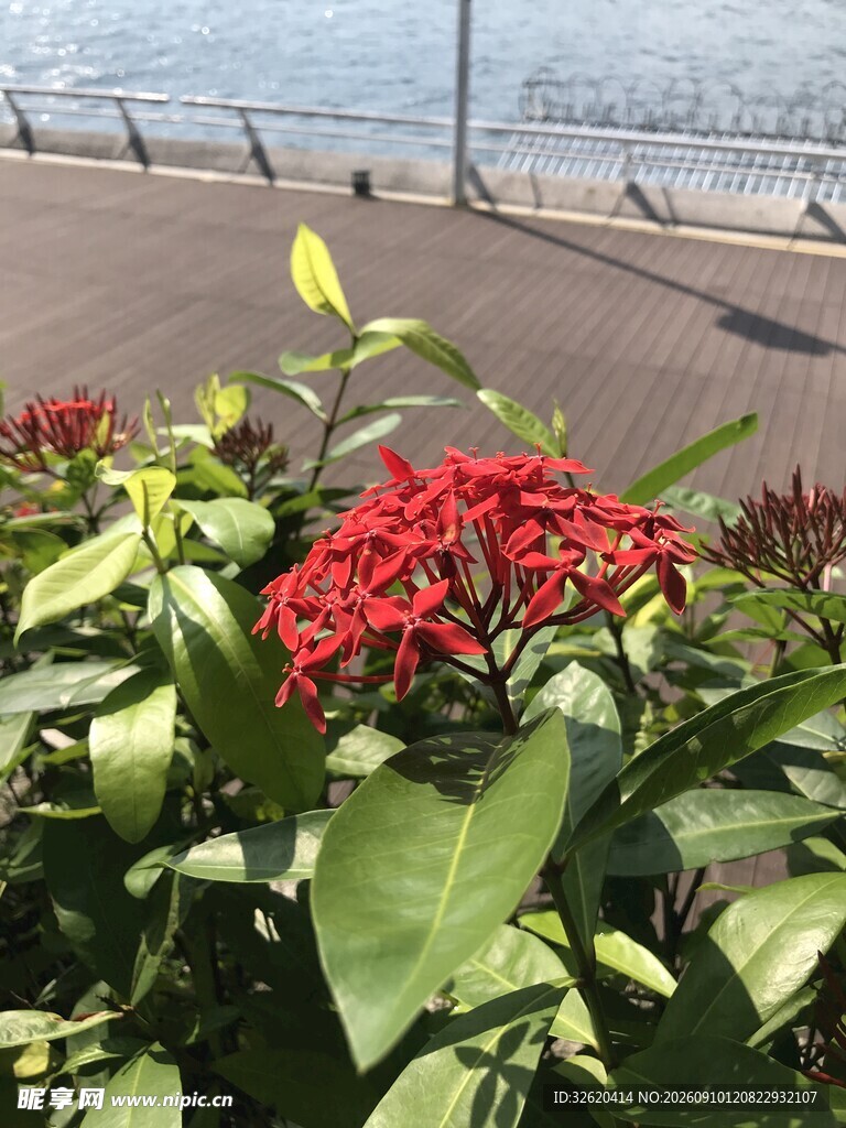 龙船花