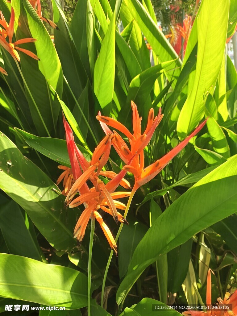 蝎尾蕉