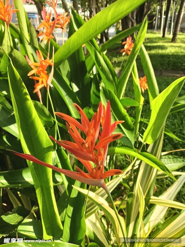 蝎尾蕉