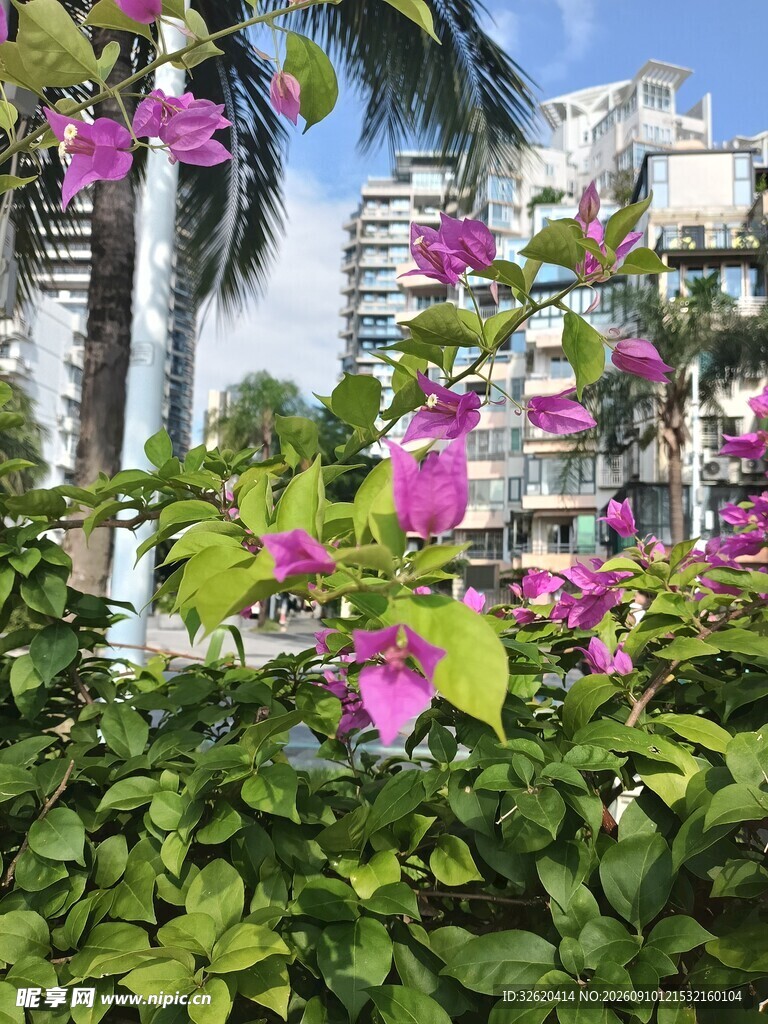 三角梅