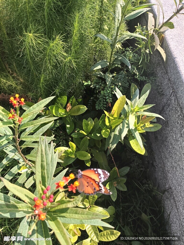 墙边绿植绽放鲜艳花朵