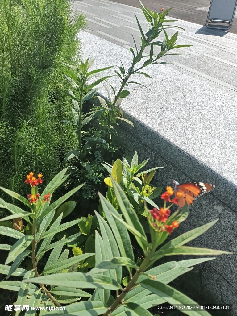 花坛中的绿植与鲜艳花朵