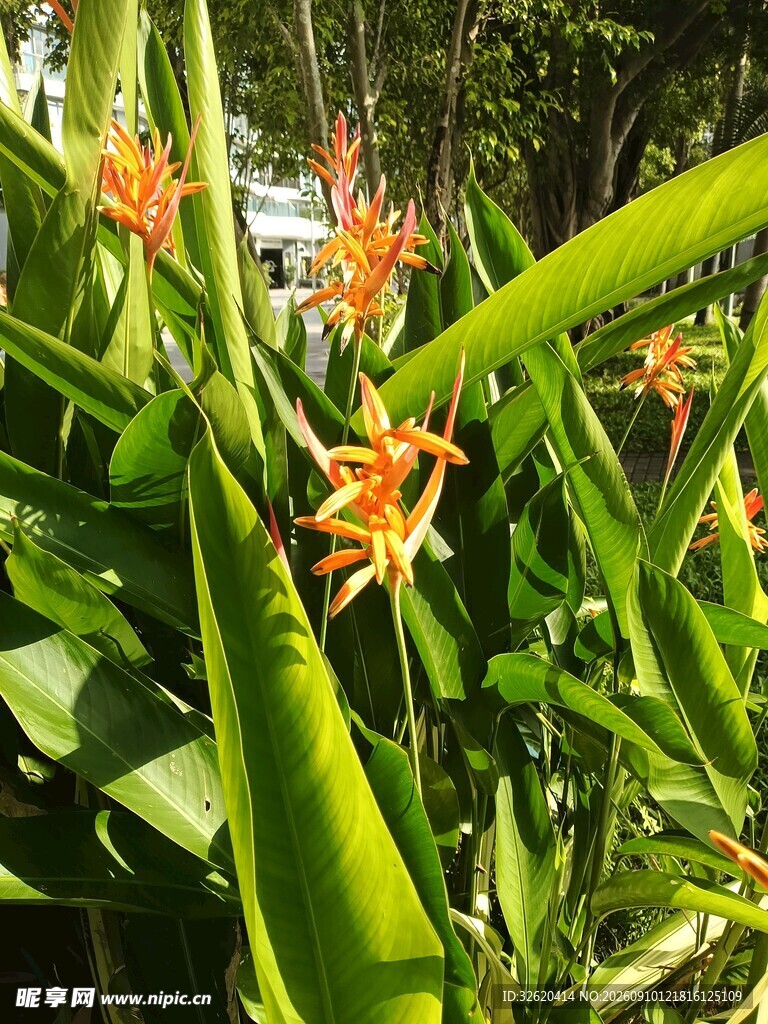 热带绿植中的艳丽花卉