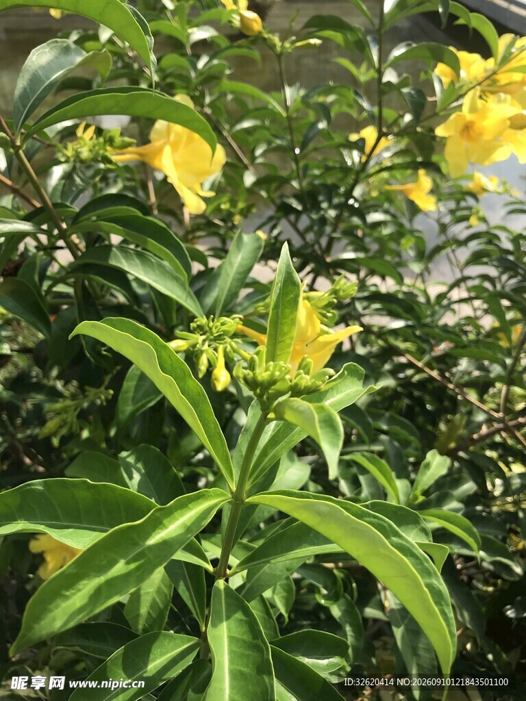 软枝黄蝉