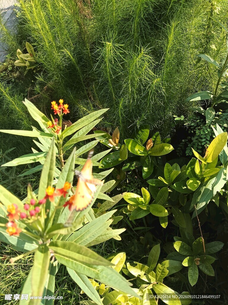 绿叶间的橙色小花