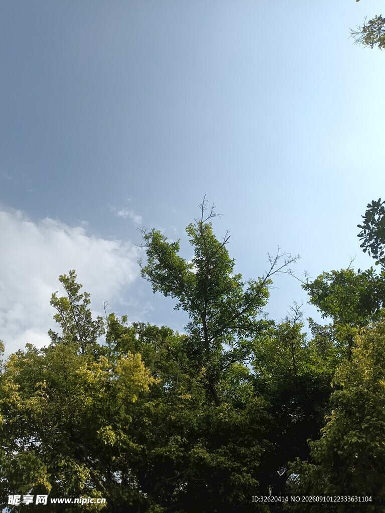 蓝天绿树间的清新景致