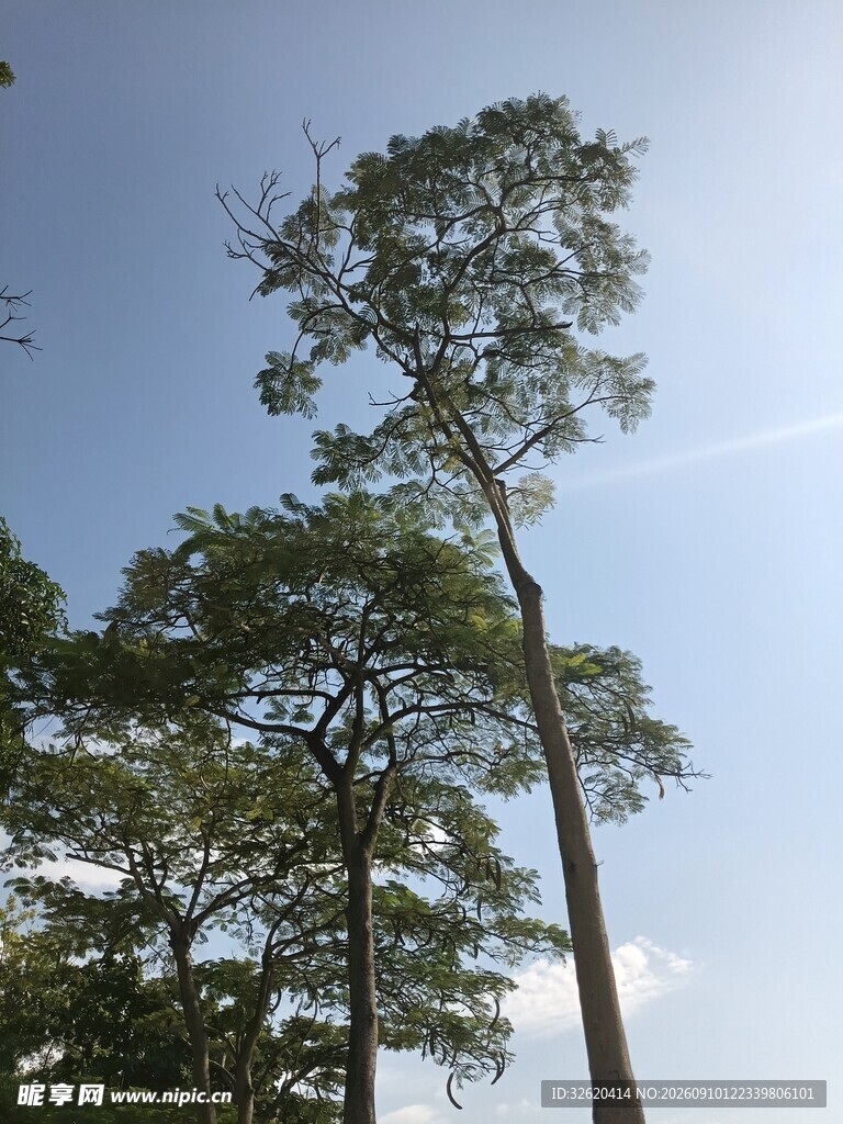 高耸入云的挺拔松树