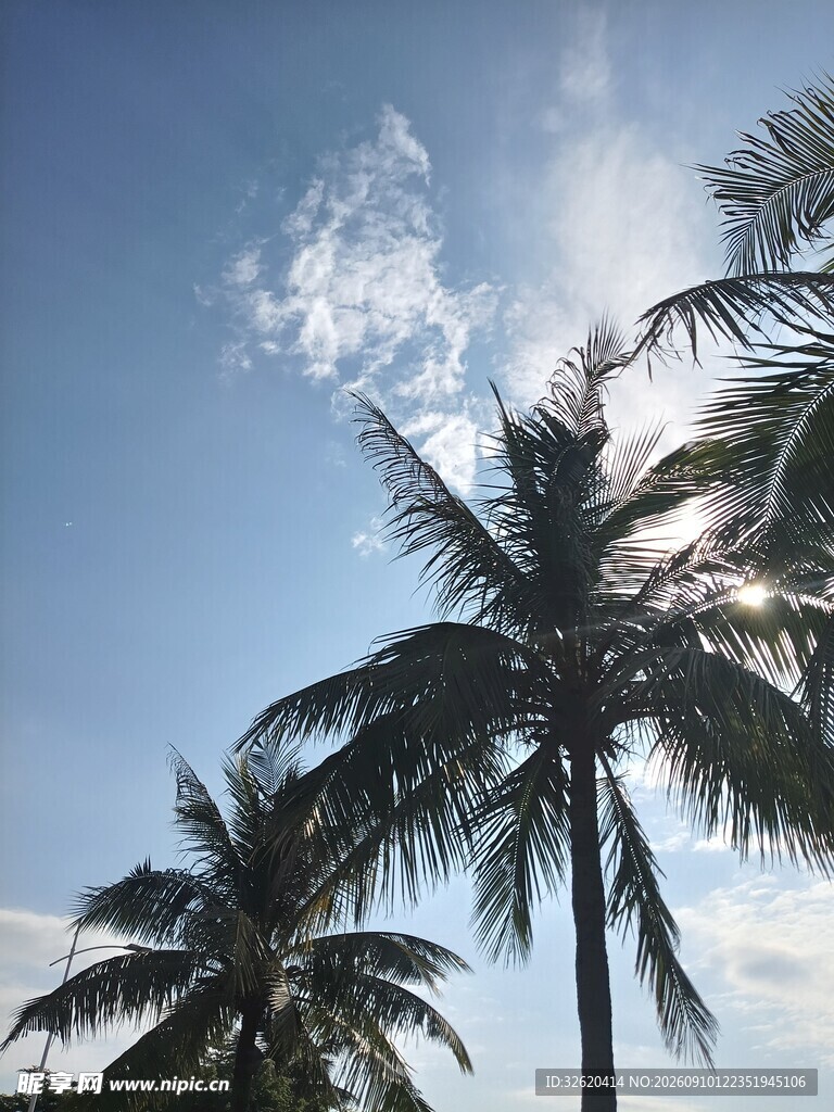 蓝天椰树