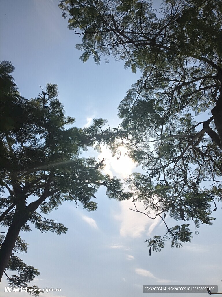 仰视天空下的繁茂树木