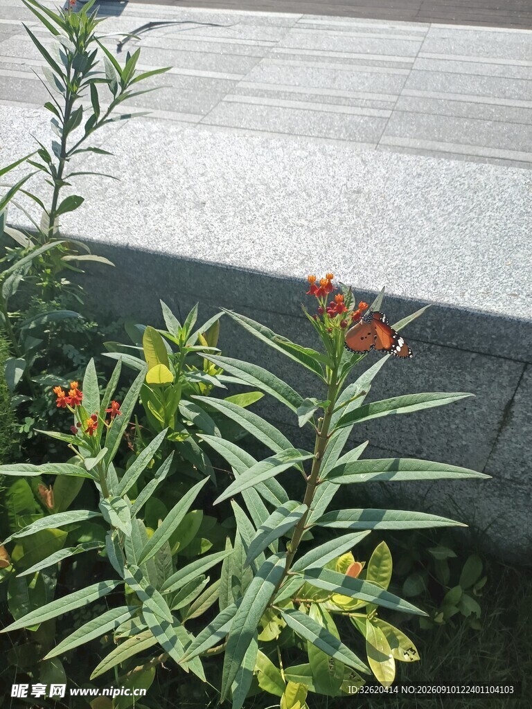 绿叶间绽放的鲜艳花朵