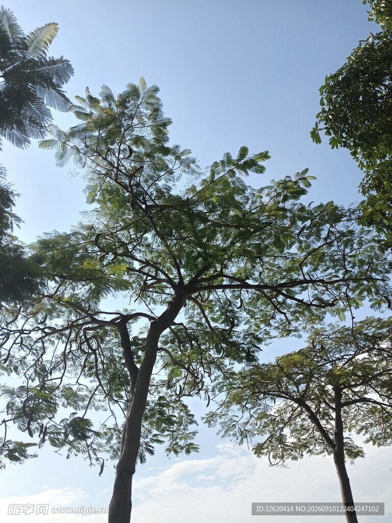 蓝天绿树风景