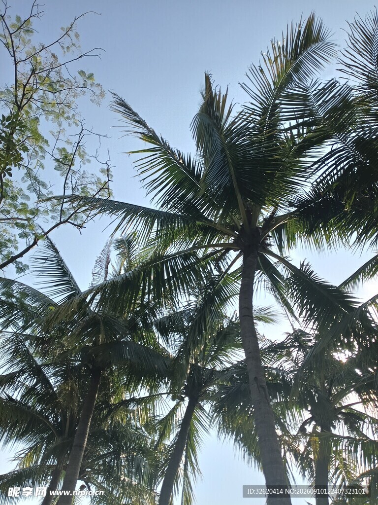 蓝天椰树风景