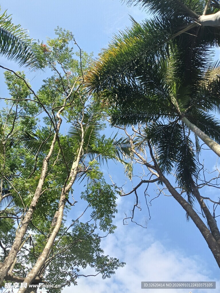 仰视葱郁高大的棕榈树