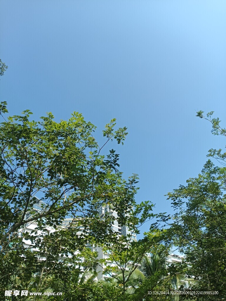 蓝天绿树风景