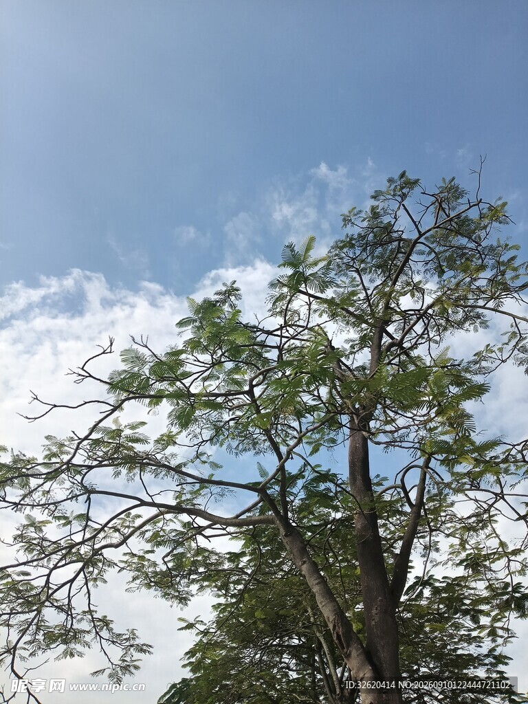 蓝天绿树风景图