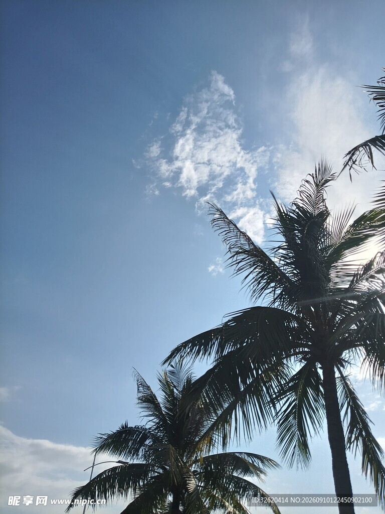 蓝天椰树间的阳光美景