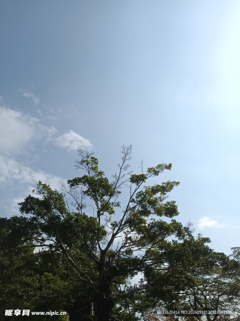 阳光下的绿树与蓝天