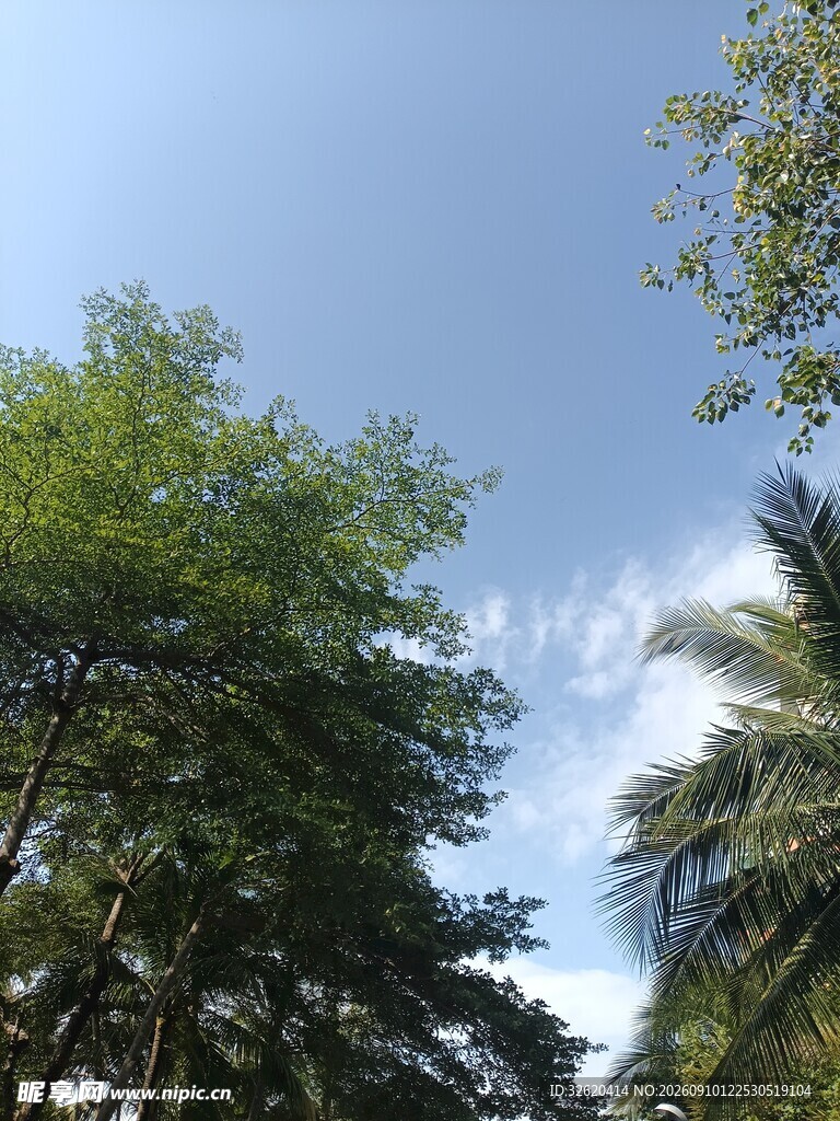 蓝天绿树间的清新景致