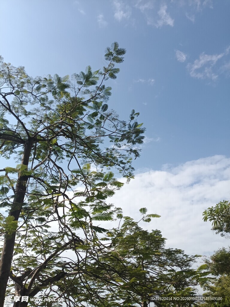 蓝天绿树间的清新景致