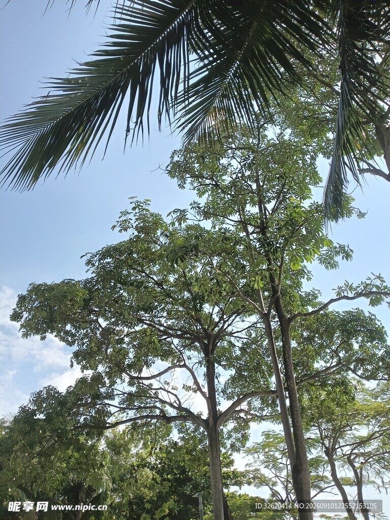蓝天绿树间的清新景致