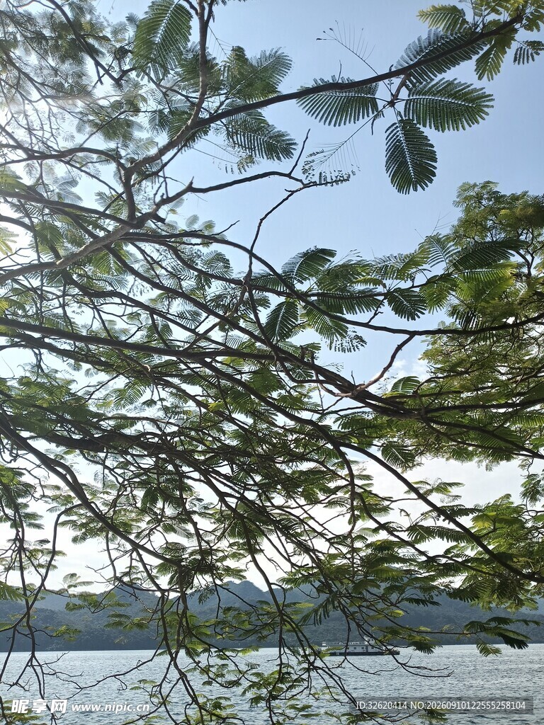 枝叶繁茂的水边树木