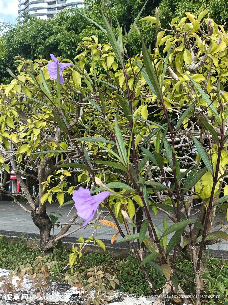 路边绽放的紫色花朵植物