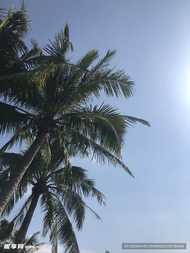 阳光下的椰子树