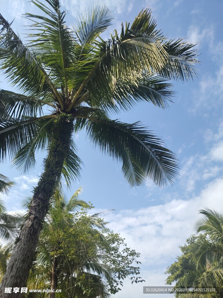 蓝天椰树风景图
