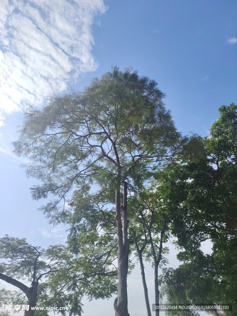 阳光下的挺拔树木