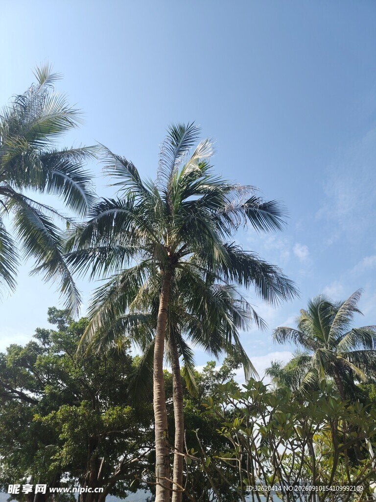 蓝天映衬下的高大椰子树