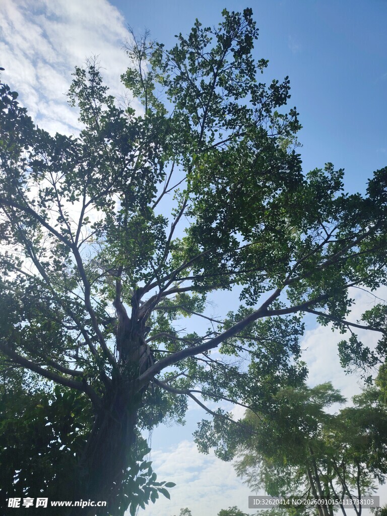 蓝天绿树间的繁茂树冠