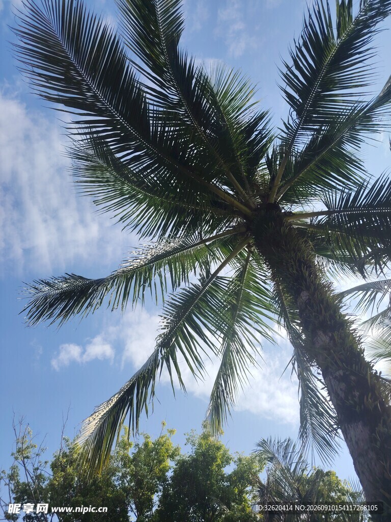 仰拍蓝天中的高大椰子树