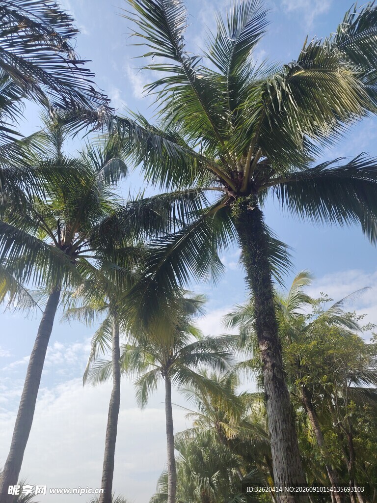 蓝天椰树热带风光美景