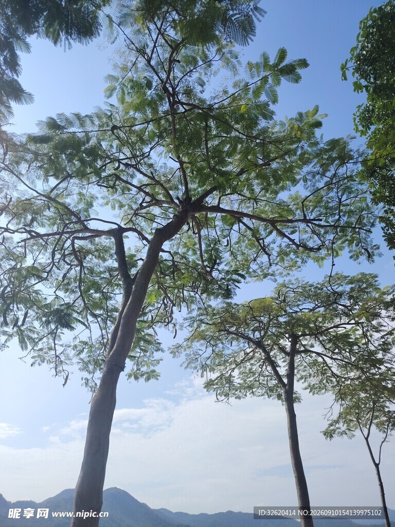 蓝天绿树风景