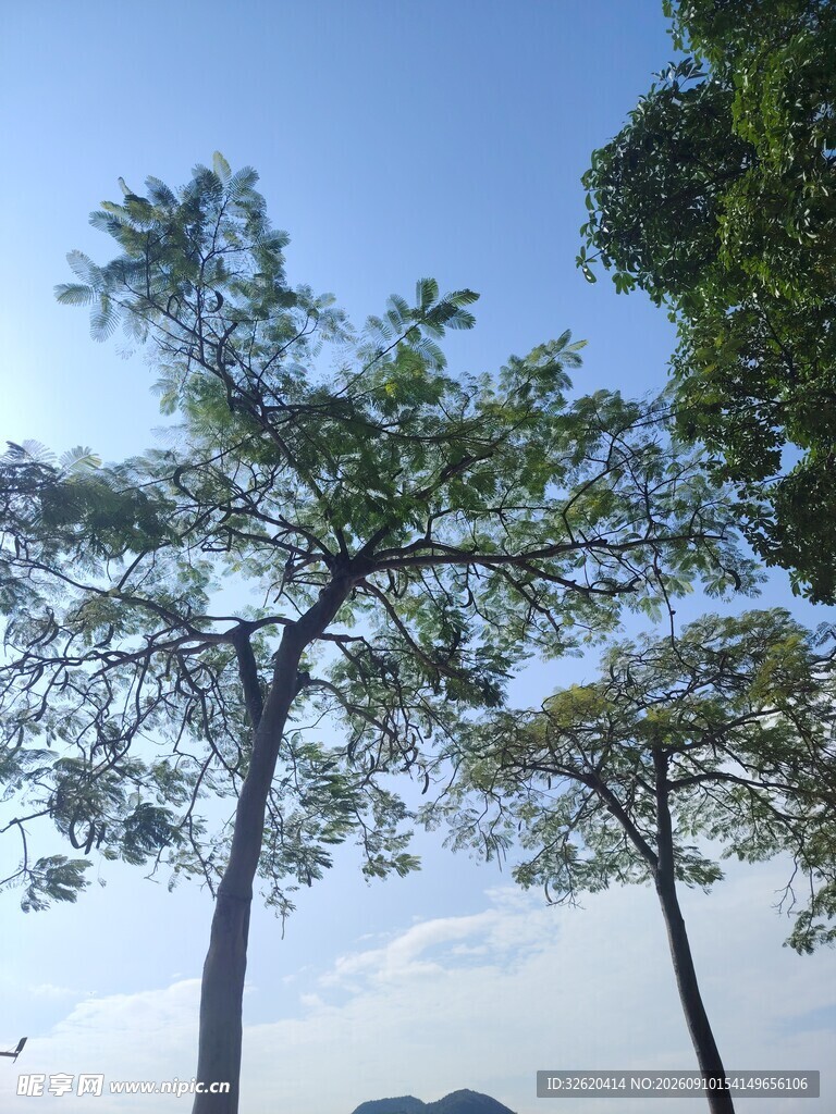 蓝天绿树间的清新景致