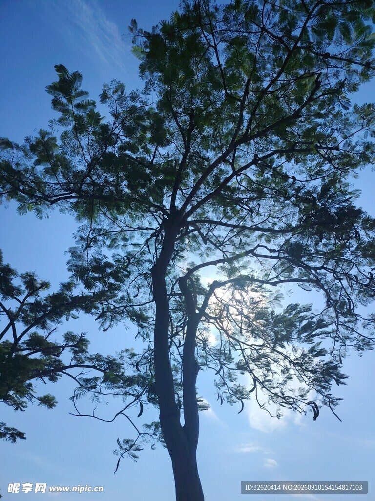 蓝天绿树间的自然景致