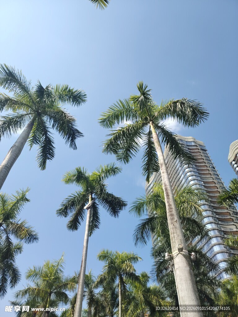蓝天椰树