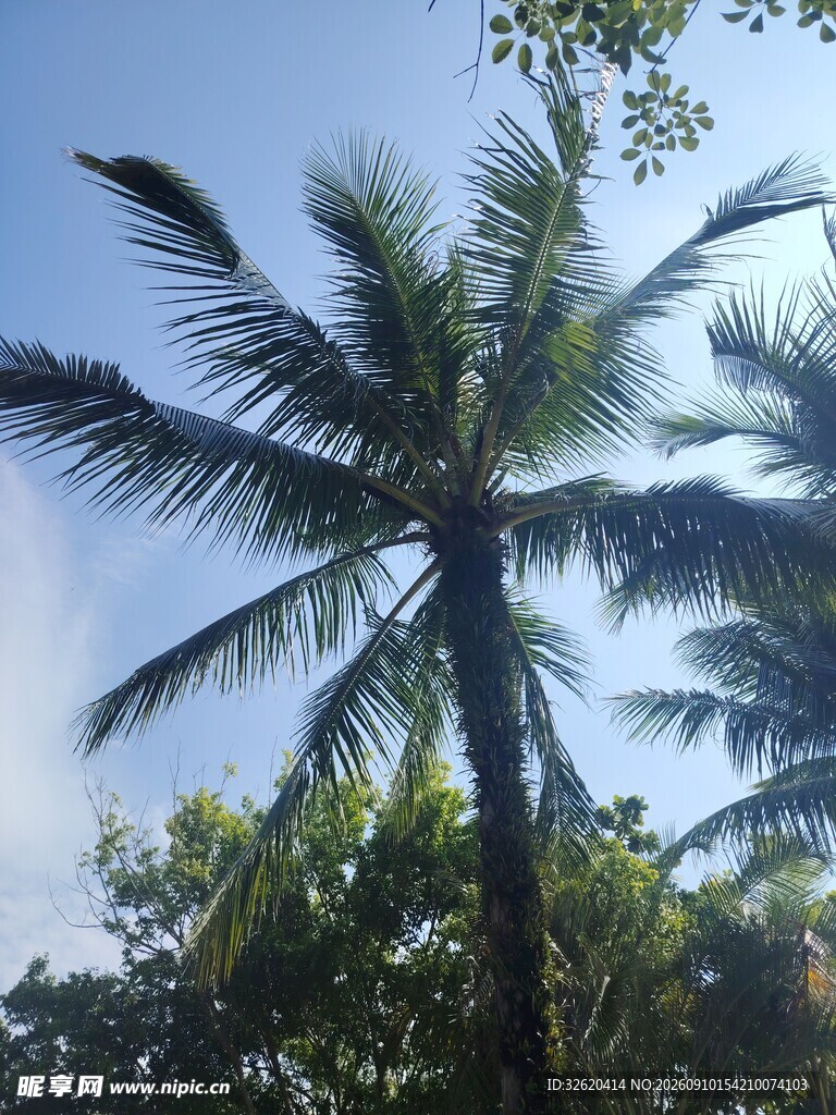 蓝天椰树热带风光