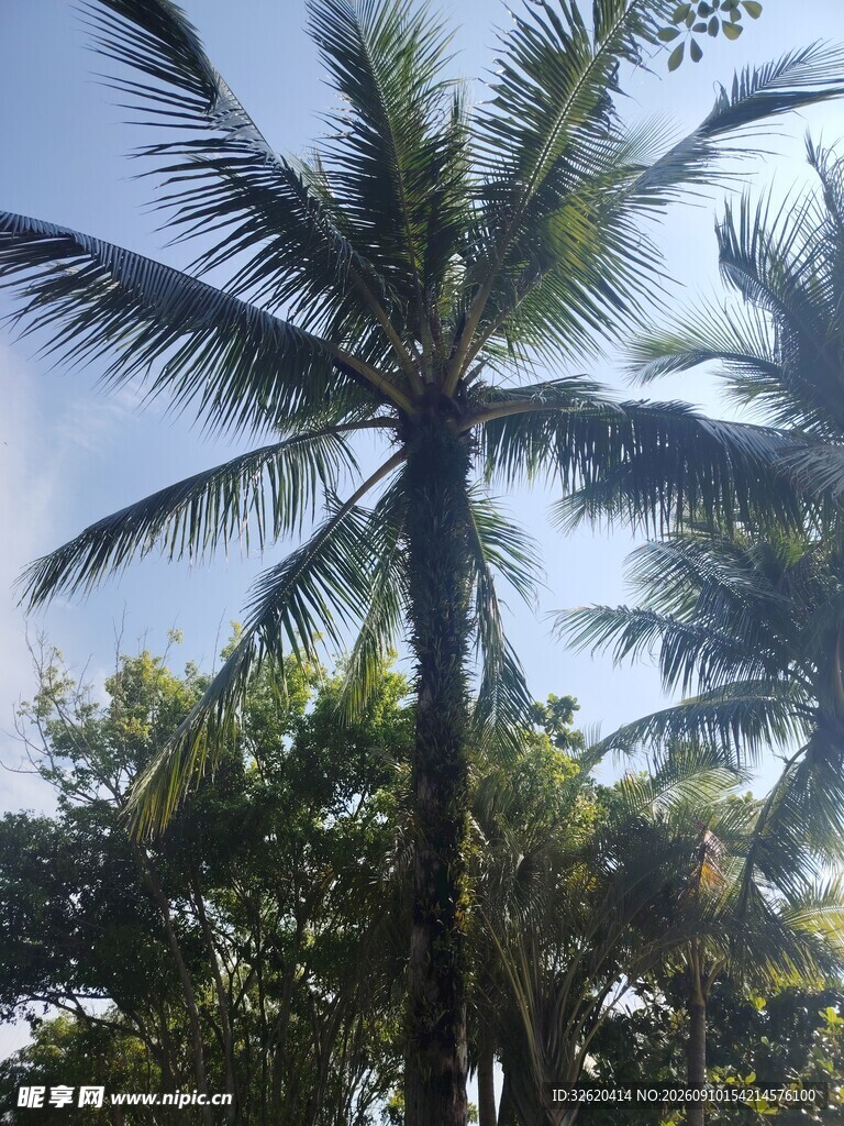 高大挺拔的热带椰子树