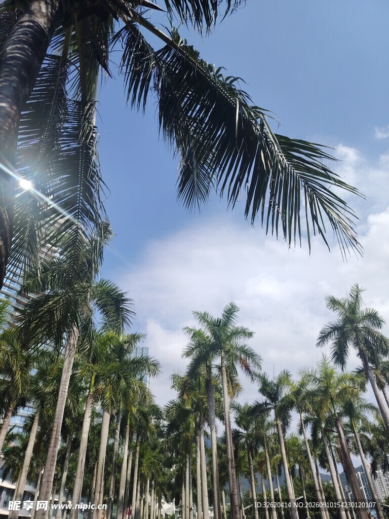 热带棕榈林